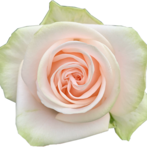 Alani Gardens - Wedding Rose