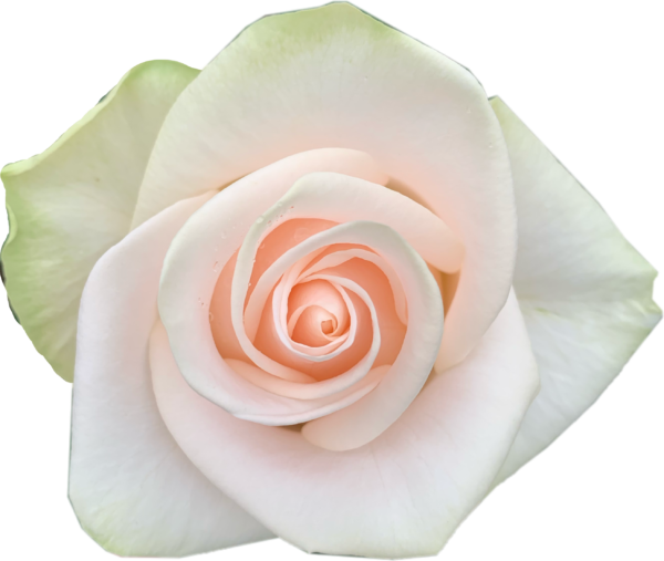 Alani Gardens - Wedding Rose
